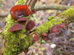 The photo shows a brown mushroom that grows on a tree branch.