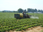 Erdbeerfeld wird vom Traktor aus mit Pestiziden besprüht.