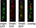 The photo shows four pictures – origin-CFP, DnaA-YFP, DnaX-RFG and overlay, including three photos showing Bacillus subtilis cells under the fluorescence microscope. The bars indicate the dividing walls between the cells. The left photo shows the coupling of the origin areas with CFP; the green glow shows the location of the areas at the cell poles. The second photo shows the location of DnaA in the centre of the cells, coupled with red fluorescing YFP. The third photo shows the components of the replication machinery in yellow. The photo on the right shows an overlay of the three photos.