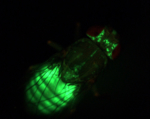 Die Fruchtfliege Drosophila als Adipositas-Modell. Das Fettgewebe ist durch die Expression von GFP  sichtbar gemacht.