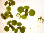 Arabidopsis seedlings in a Petri dish.