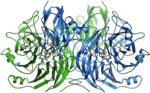 Zu sehen sind die 4 reaktiven Zentren innerhalb des Protein-Dimers. Die beiden Dimere sind als Bänderdiagramm dargestellt.