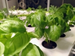 Basil plants, placed side by side in a conveyor belt system.