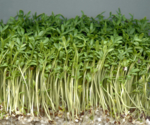 The photo shows tightly growing garden cress plants.