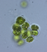 Zu sehen ist eine lichtmikroskopische Darstellung der Grünalge Chlamydomonas.