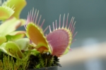 Aufnahmen der Fangblätter der Venusfliegenfalle (Dionaea muscipula) im offenen Zustand.