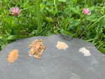 Auf einem Stein, der auf einer grünen Wiese mit Klee und Blumen liegt, befinden sich verschiedene Substanzen.