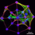 Cells growing in a coated, three-dimensional glass scaffold
