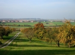 Eine Wiese mit Obstbäumen. Streuobstwiesen sind ein in Baden-Württemberg verbreitetes Agroforstsystem.
