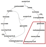 Zu sehen ist eine ringförmige Abfolge von verschiedenen Molekülnamen, die über Pfeile miteinander verbunden sind. Vier Molekülnamen sind in einem roten Kästchen.