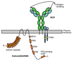 Schematic showing a B-cell receptor in the plasma membrane and the protein Kidins220.