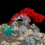 Trigger Factor (rot) im Komplex mit dem Ribosom (grau): Trigger Factor bindet an<br /> das ribosomale Protein L23 (grün) und beugt sich über den ribosomalen Tunnelausgang und<br /> damit über das naszierende Protein (gelb).