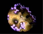 Corals (the photo shows an endoscopic image) appear to convert light for use by the algae.