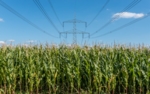 High voltage lines crossing a corn field.