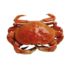 crab-332103_1920.png