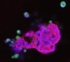 B-Raf, Epithelzellen, Zell-Zell-Kontakte, dreidimensional