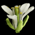 Zu sehen ist eine Großaufnahme der Blüte der Ackerschmalwand Arabidopsis thaliana.